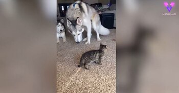 27/11/2020 Este gatito no tiene