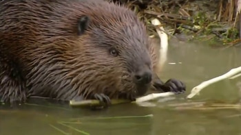 En ese sentido, Argentina ha quedado un paso atrás. Si bien en los últimos dos años se realizaron reuniones y talleres bilaterales para encarar el problema de manera conjunta, las autoridades argentinas todavía no han elaborado una estrategia concreta de trabajo