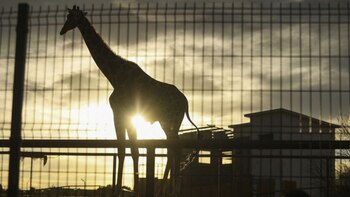 Tras meses de lucha, la