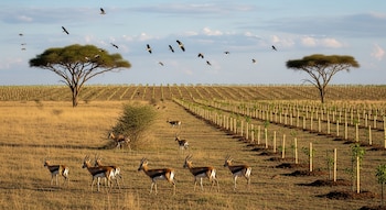 Antílopes e pássaros em uma região semiárida com duas grandes árvores e uma fileira de pequenas culturas recém-plantadas sob um céu parcialmente nublado.