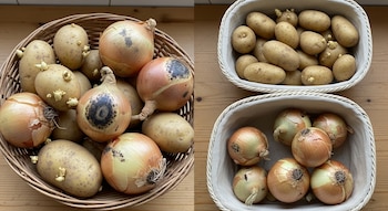 Tres cestas sobre madera: una con papas brotadas y cebollas con moho mezcladas; otras dos con papas y cebollas sin brotes ni moho por separado.