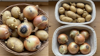 Por qué nunca se deben guardar papas con cebollas, según la ciencia