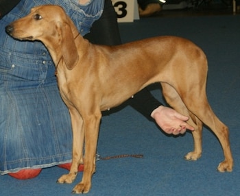 Estos perros suelen ser cariñosos