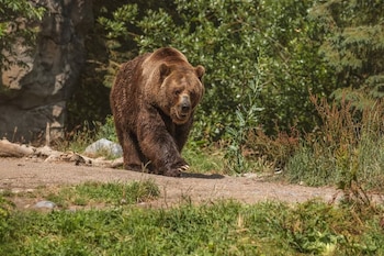 Un oso pardo de gran tamaño camina sobre un sendero de tierra. Al fondo hay rocas grises y abundante vegetación verde