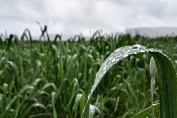 Las precipitaciones han dificultado el