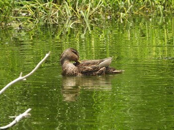 Diferentes especies de fauna fueron
