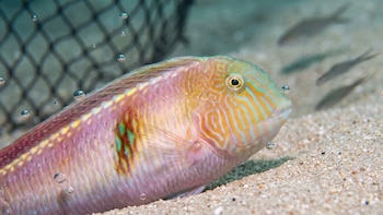 Cómo la pesca intensiva obliga al pez navaja perlado a cambiar su ciclo vital y desafía su supervivencia