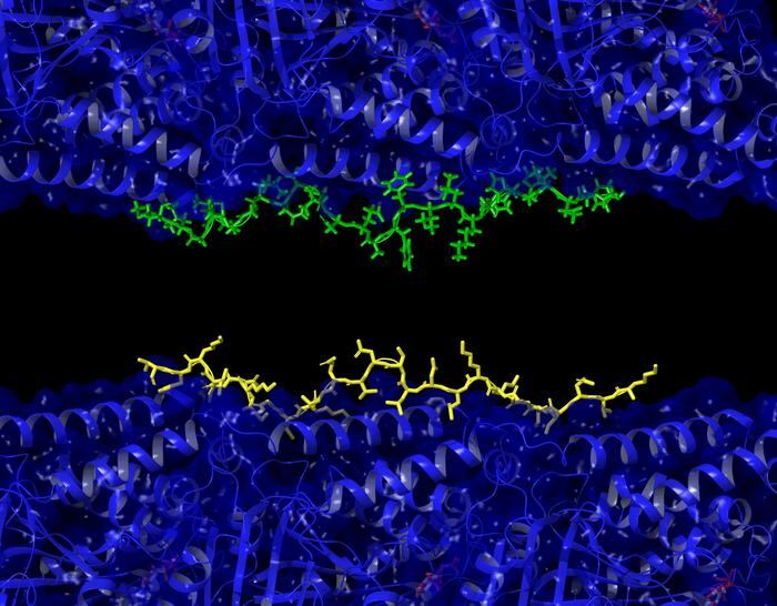 Un estudio en California sugiere que el Alzheimer podría originarse por la competencia entre dos proteínas dentro de la neurona, más que por la acumulación de placas en el cerebro (Ryan Julian/UCR)