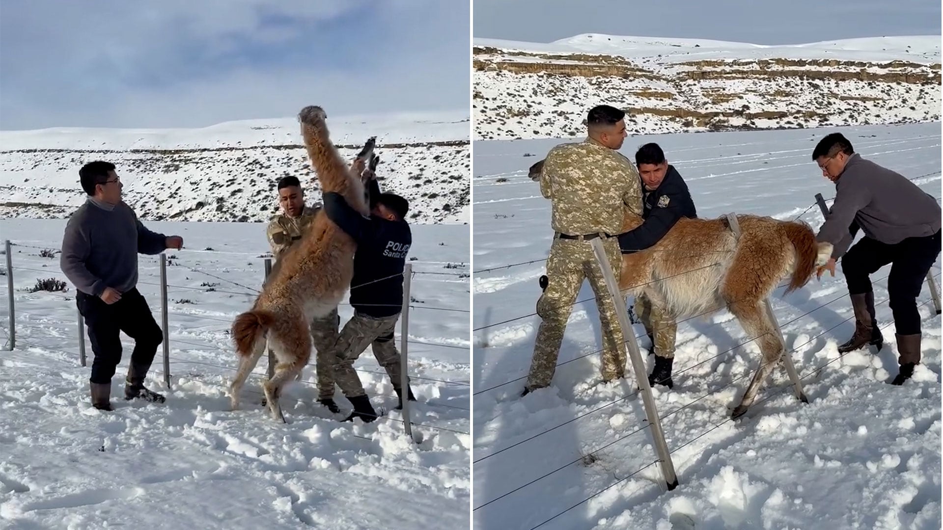 En medio del fuerte temporal de nieve, un gobernador rescató a un guanaco atrapado y lo compartió en sus redes