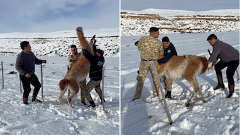 En medio del fuerte temporal de nieve, un gobernador rescató a un guanaco atrapado y lo compartió en sus redes