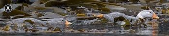 Dos patos de plumaje gris y pico naranja nadan en agua con algas marrones