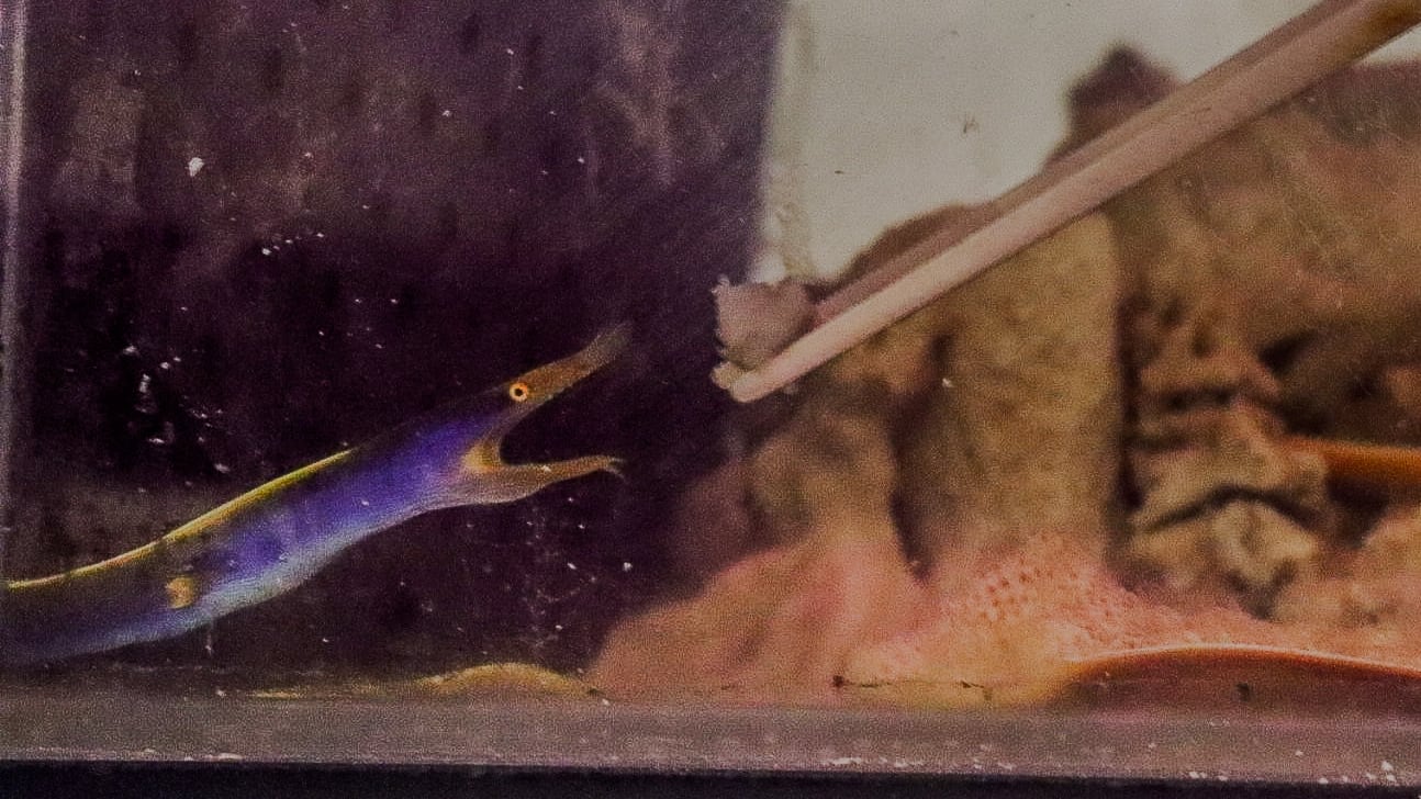 Una morena listón azul, con sus vibrantes colores azules y amarillos, se muestra con la boca abierta en un acuario, lista para alimentarse.