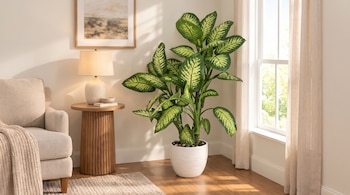 Planta diefembaquia en maceta blanca en una esquina junto a un sillón, una mesa con lámpara encendida y una ventana con cortinas.