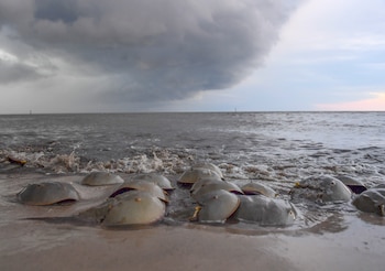 Los cangrejos herradura aprovechan el