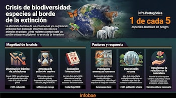 Infografía que representa la crisis de biodiversidad: la Tierra con un tigre, osos polares, rana y mariposa, junto a gráficos sobre extinción de especies.