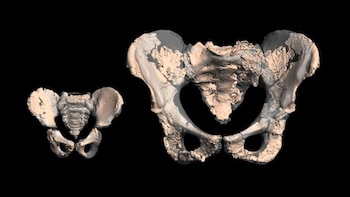 Un estudio sobre neandertales cuestiona la teoría clásica sobre el parto y la marcha bípeda
