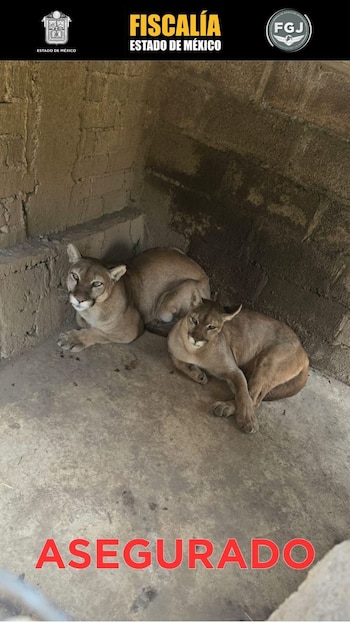 Al interior del predio, las autoridades localizaron nueve especies en posibles condiciones de maltrato. Créditos: Fiscalía Edomex
