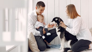 El proyecto de ley en Nueva York busca convertir el permiso para atención veterinaria en un derecho formal, marcando un posible hito nacional (Freepik)