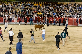 Vaquillas en la plaza de toros de Velilla de San Antonio