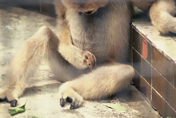 El origen de nuestro vínculo con los animales: pistas de la naturaleza sobre por qué los elegimos como compañeros