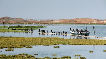 Los humedales costeros ocupan el