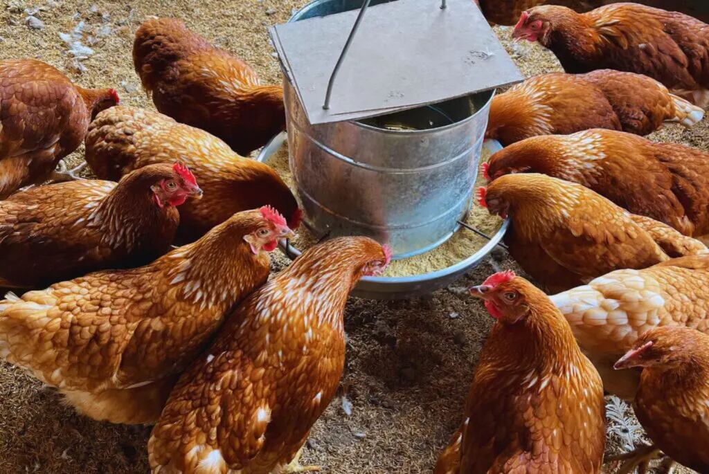 El comunicado difundido por la organización señala inversiones en sistemas de monitoreo y protocolos internos, mientras el proceso legal continúa y las comunidades solicitan explicaciones a autoridades municipales por los controles implementados desde septiembre de 2024 - crédito Inta