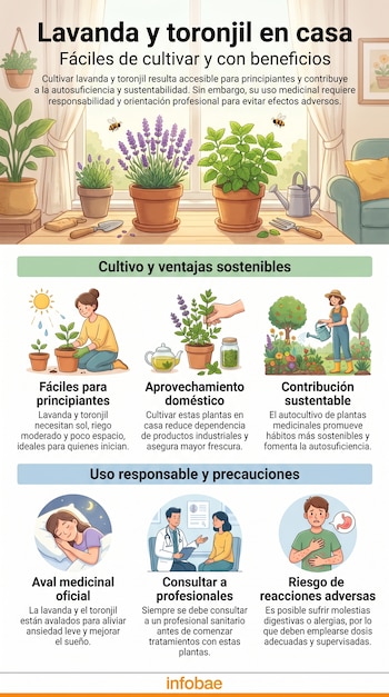 Infografía con ilustraciones de lavanda y toronjil en macetas, personas cultivando y usando las plantas, y escenas de consulta médica y efectos adversos.