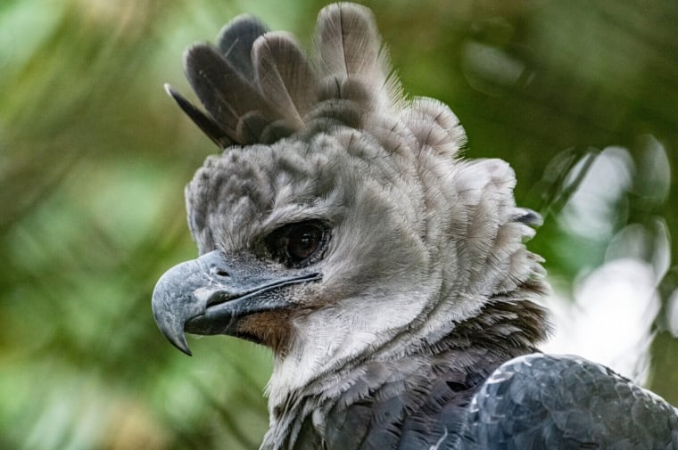 La historia del ejemplar permite vincular una celebración puntual con la protección de la fauna nativa. (Cortesía)