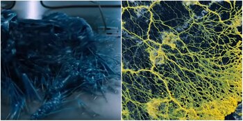 La criatura recuerda a la