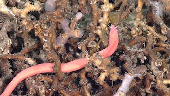 Los mixinos, asi como lo