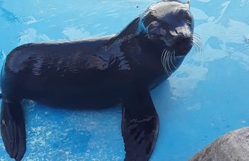 La custodia y cuidado diario de las especies recae actualmente en un equipo de 12 trabajadores especializados en bienestar animal