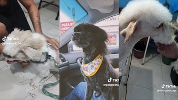 Los canes presumiendo su corte