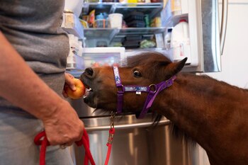 Las vacas, ovejas, caballos y