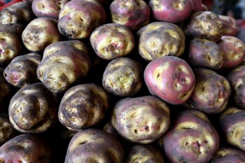 La papa canchan tiene un