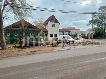 Esperaba dentro del auto, un árbol le cayó encima y demandó al municipio y a un barrio cerrado: por qué la Justicia solo condenó al Estado