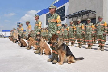 18 binomios caninos especializados en rescate fueron enviados. Crédito: Defensa