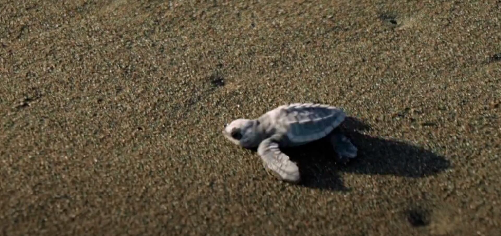 La tortuga lora, especie en peligro crítico, habita en áreas costeras y plataformas cercanas a rutas marítimas con intenso tráfico y actividades humanas - (Captura de video)