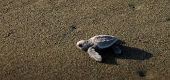 La tortuga lora, especie en
