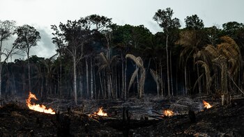 Los incendios forestales en Brasil