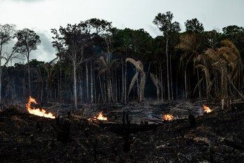 Vista de incendios en Careiro