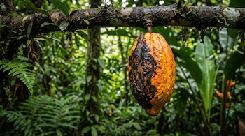 Una mazorca de cacao amarilla y anaranjada con manchas negras cuelga de la rama de un árbol rodeada de vegetación tropical.