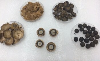 Una palmera de la misma familia de la brasileña podría adaptarse a nuestro NEA y generar valiosas biorefinerías (Revista Chacra)