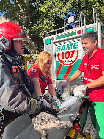 Un felino fue asistido en