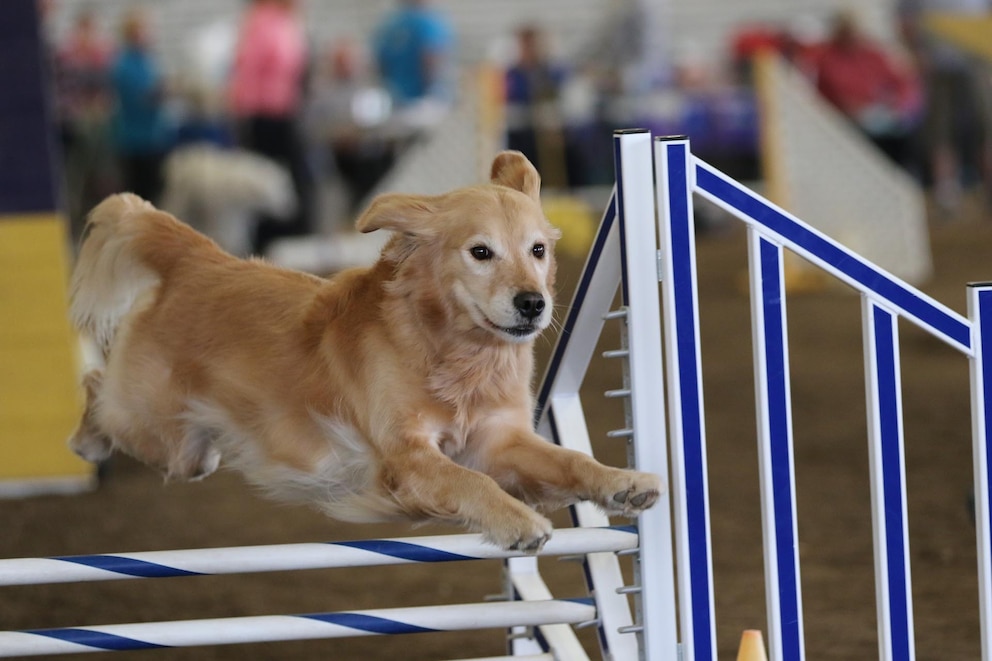Un estudio científico encontró genes de perros golden retrievers asociados a emociones humanas Un estudio científico encontró genes de perros golden retrievers asociados a emociones humanas