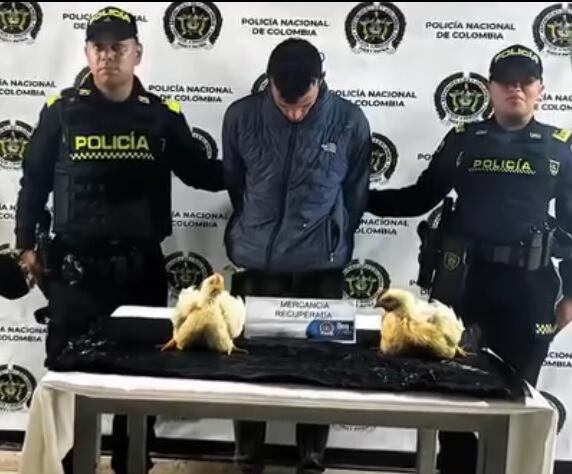 Las aves está avaluadas en un valor comercial de $5 millones - crédito Fiscalía