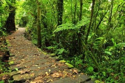 Un sendero de madera cubierto de hojas caídas serpentea a través del denso y exuberante Bosque Nuboso de Monteverde en Costa Rica.