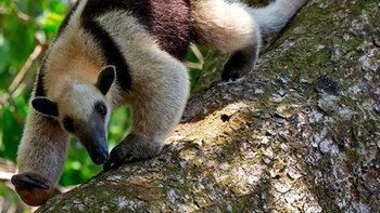 No para el maltrato animal: