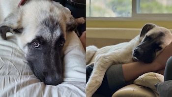 El insólito caso de Bruce, el perro que llegó a la Corte Suprema y no pudo ser salvado de ser sacrificado