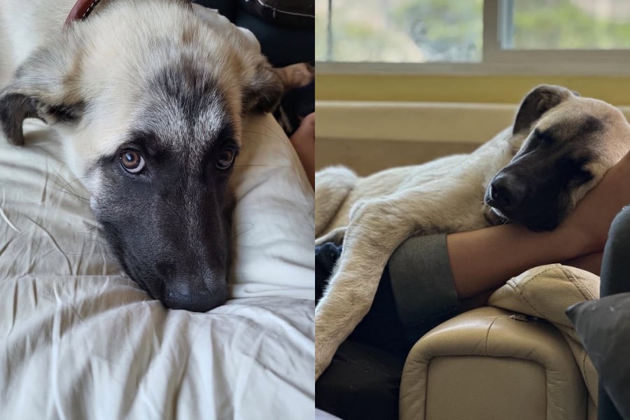 Bruce, el perro que llegó a la Corte Suprema y no logró escapar de la eutanasia