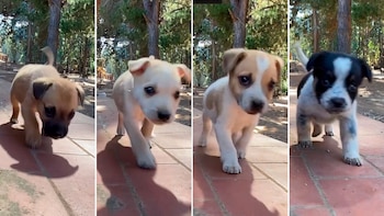 La joven chilena realizo varios